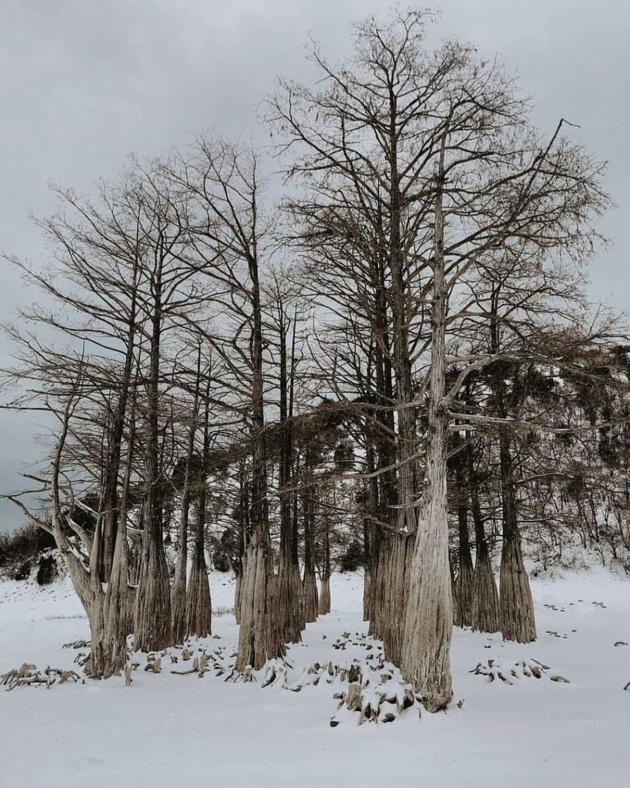 Туя Смарагд в снегу