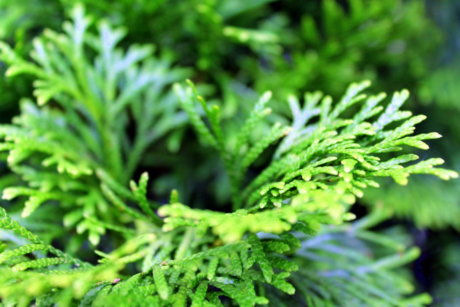 Туевик поникающий