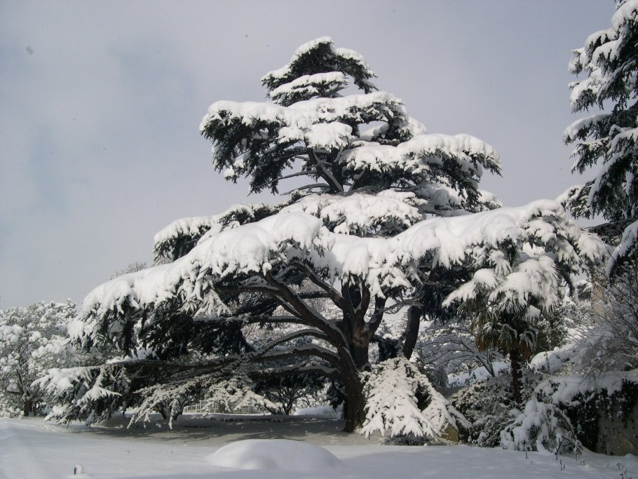 Кипарисовая аллея Ялта