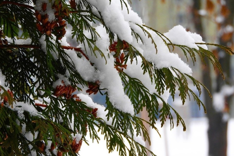 Зимний еловый лес в инее