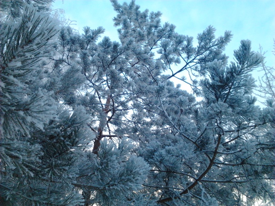 Кипарисы в снегу