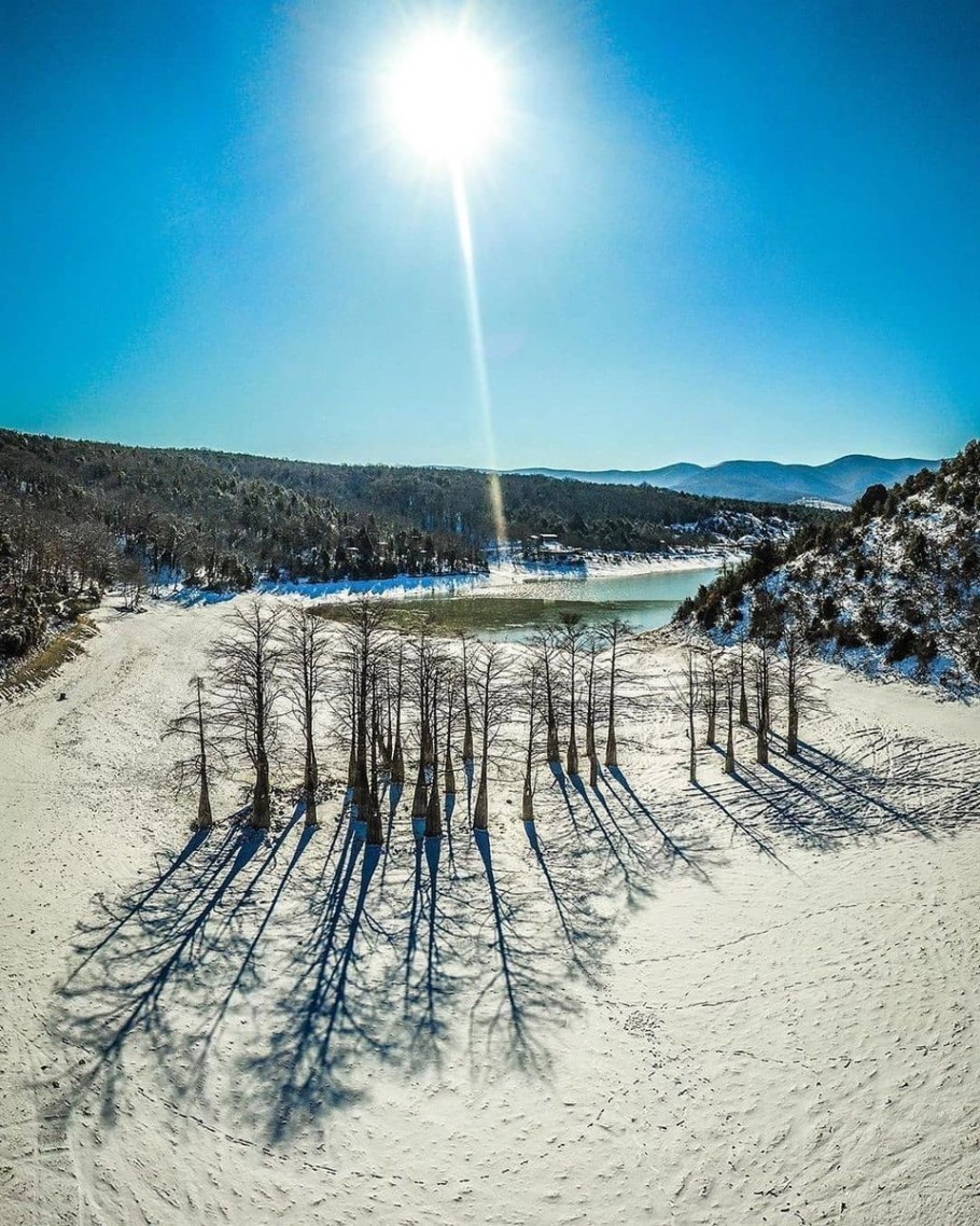 Вечнозеленые растения зимой