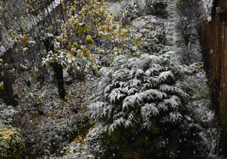 Кипарис зимой в открытом грунте