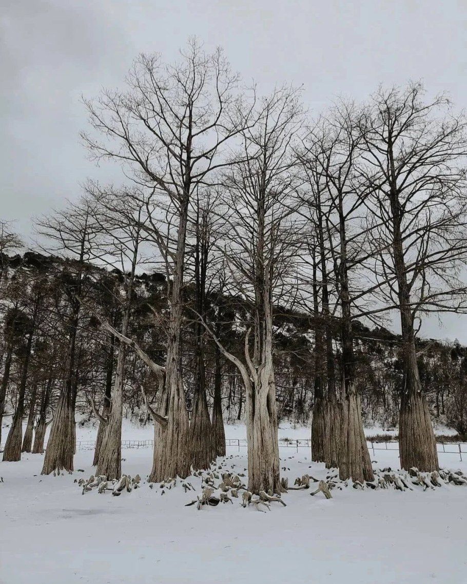 Кипарисовое озеро в Анапе зимой
