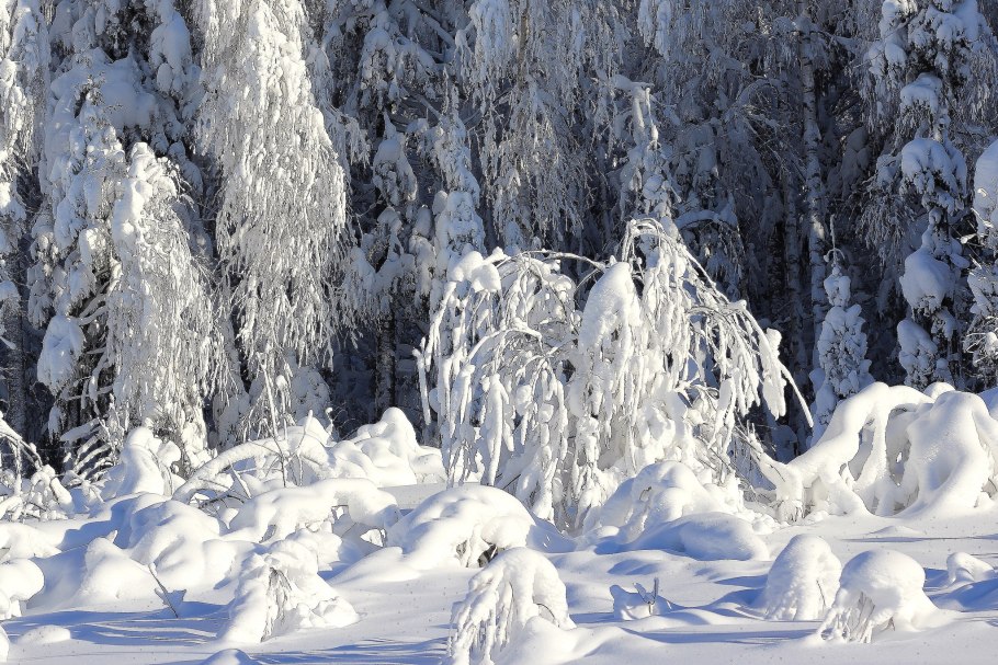 Лес под снегом
