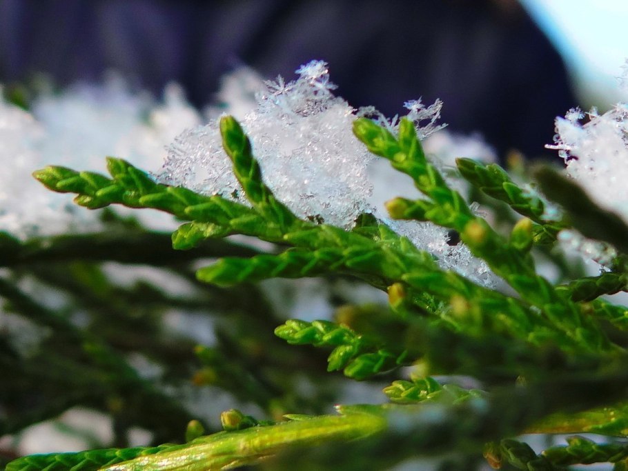 Кипарис вечнозеленый (Cupressus sempervirens)