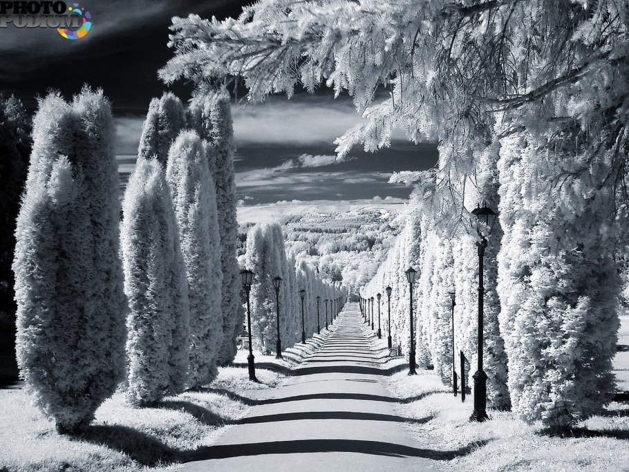 Кипарис фото дерева в Крыму