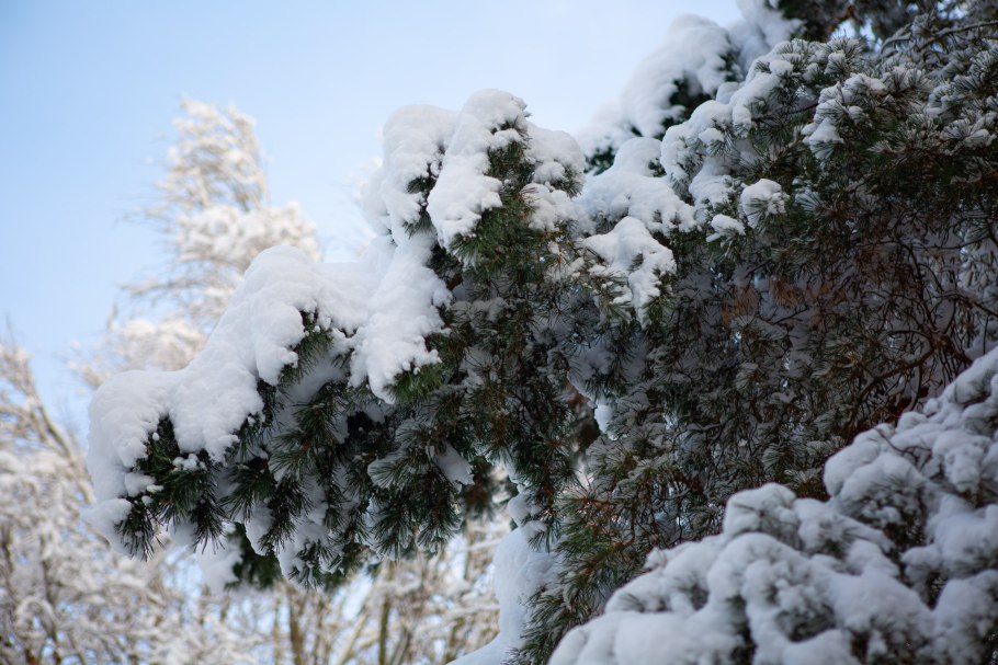 Дерево Кипарис Цандрипш