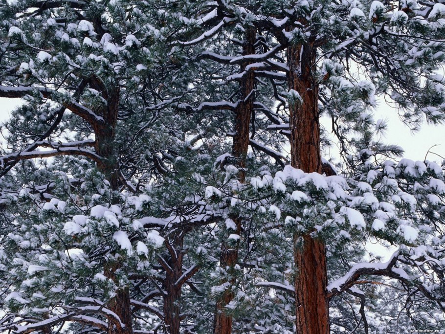 Сосна зимой