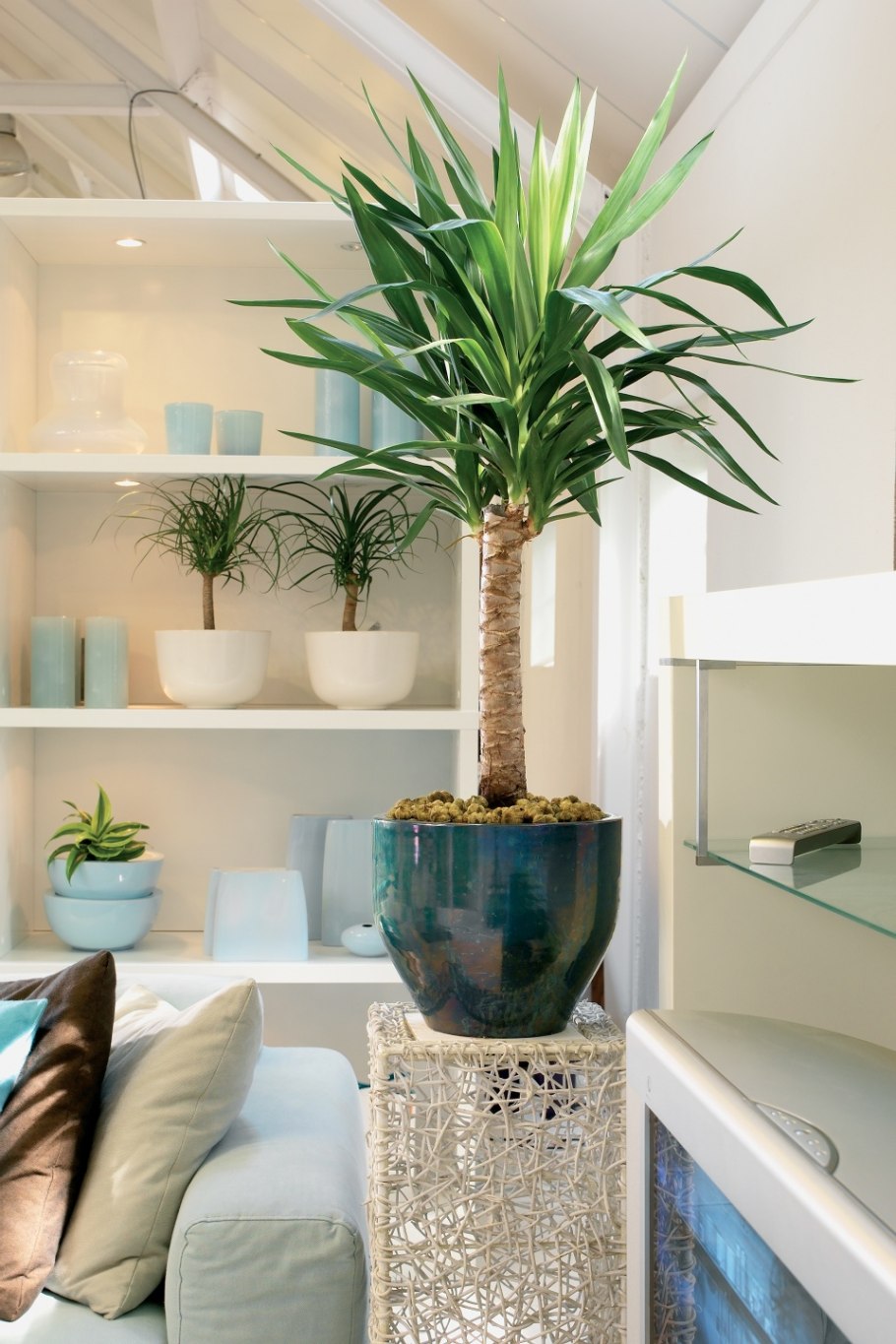 Лечуза спатифиллум