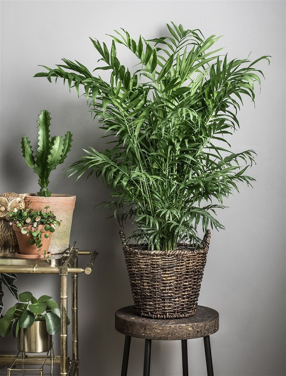 Папоротник комнатный нефролепис