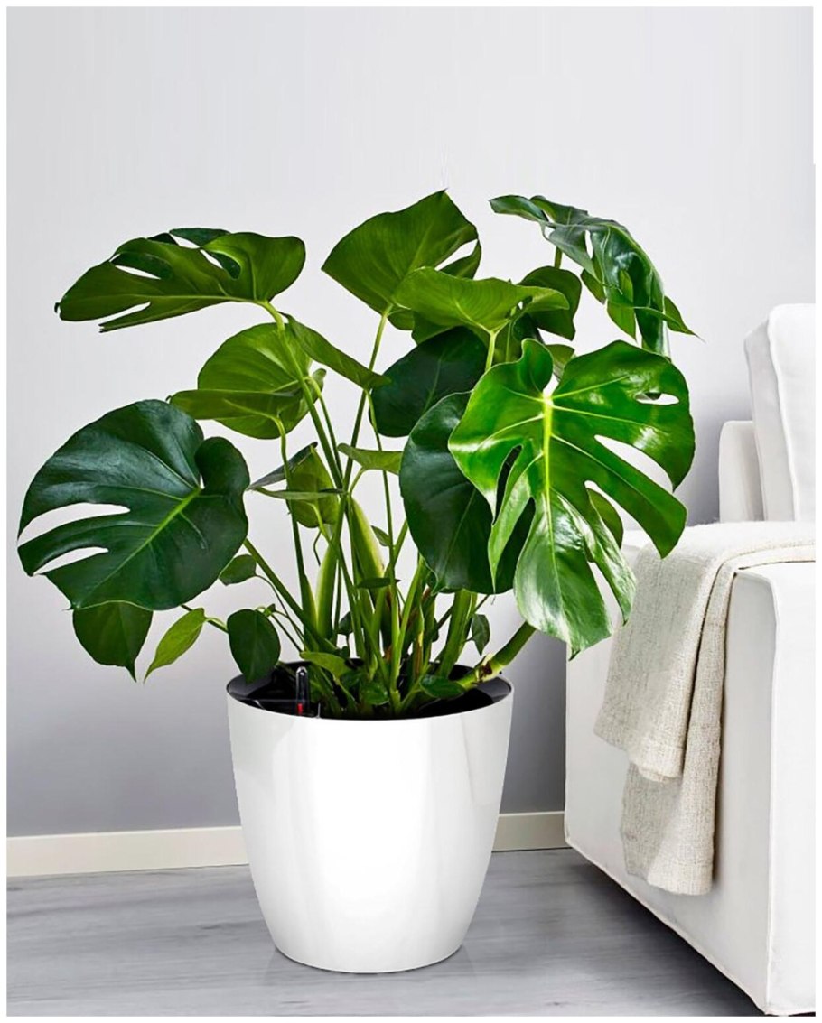 Houseplants цветок