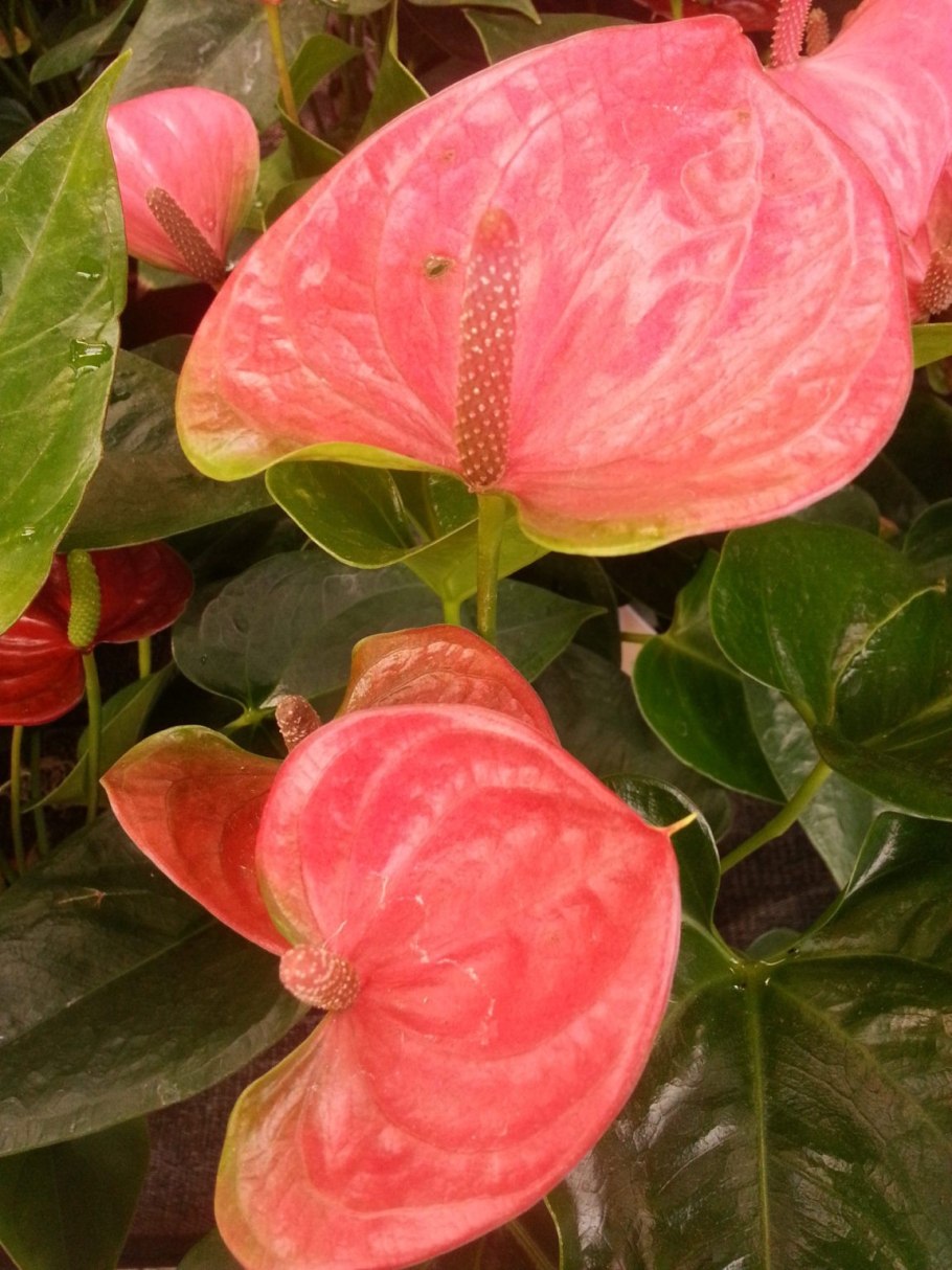 Антуриум Anthedesia Pink