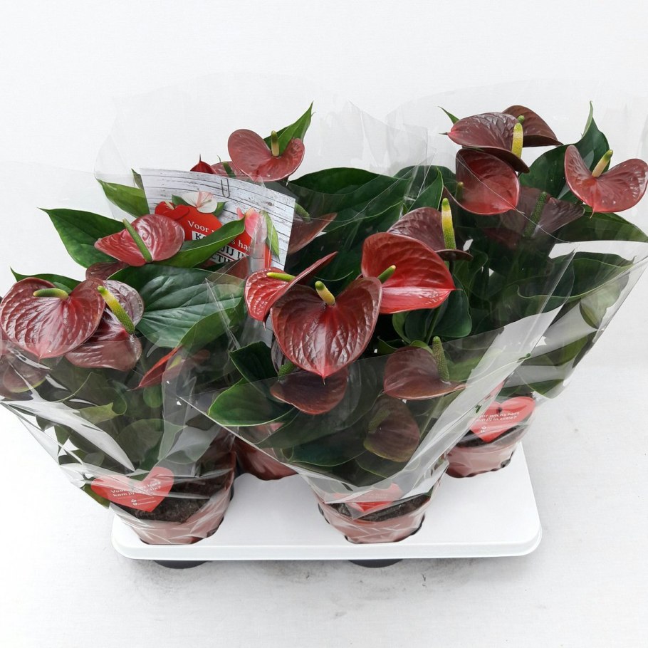 Антуриум пурпур лав