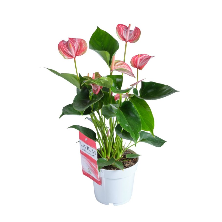 Антуриум Сиерра оранж