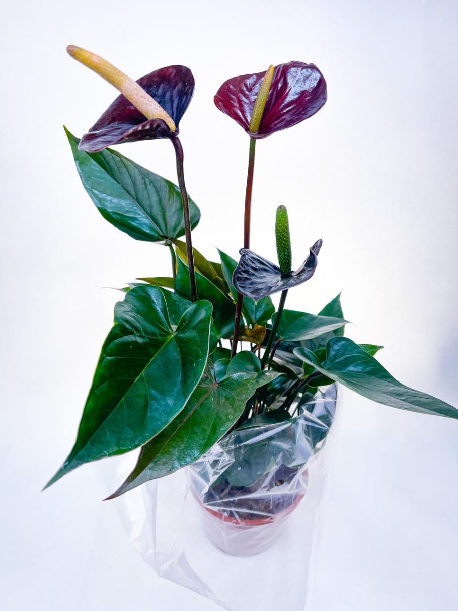 Антуриум Алексия Глориус