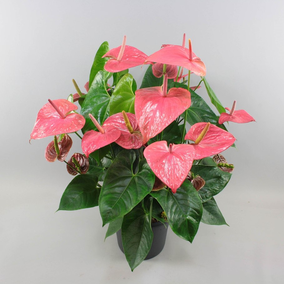 Антуриум Юта