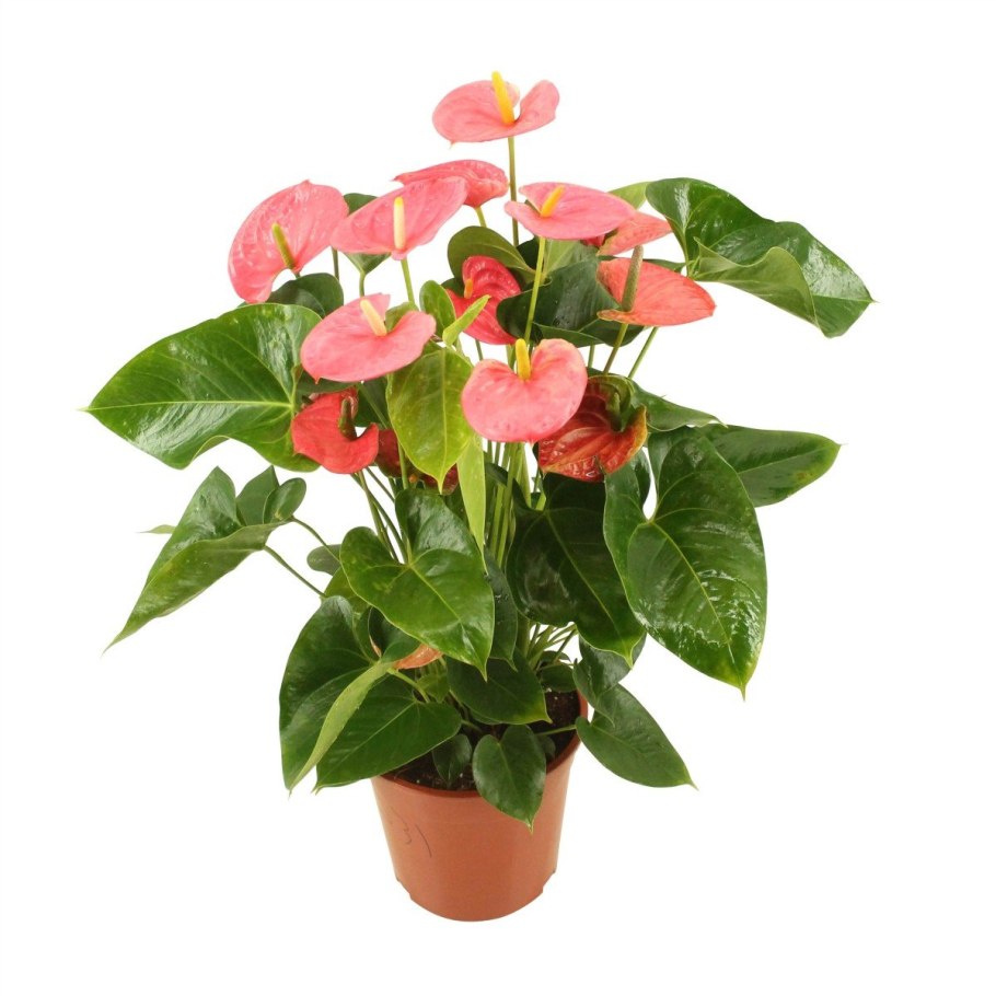 Антуриум Андрианум Арамон