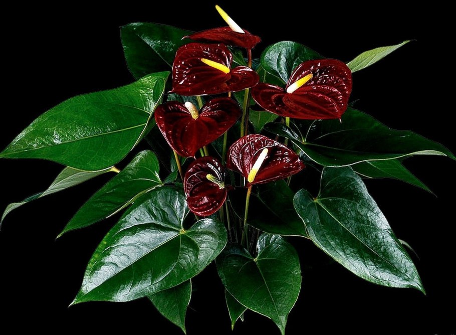 Антуриум андре дакота