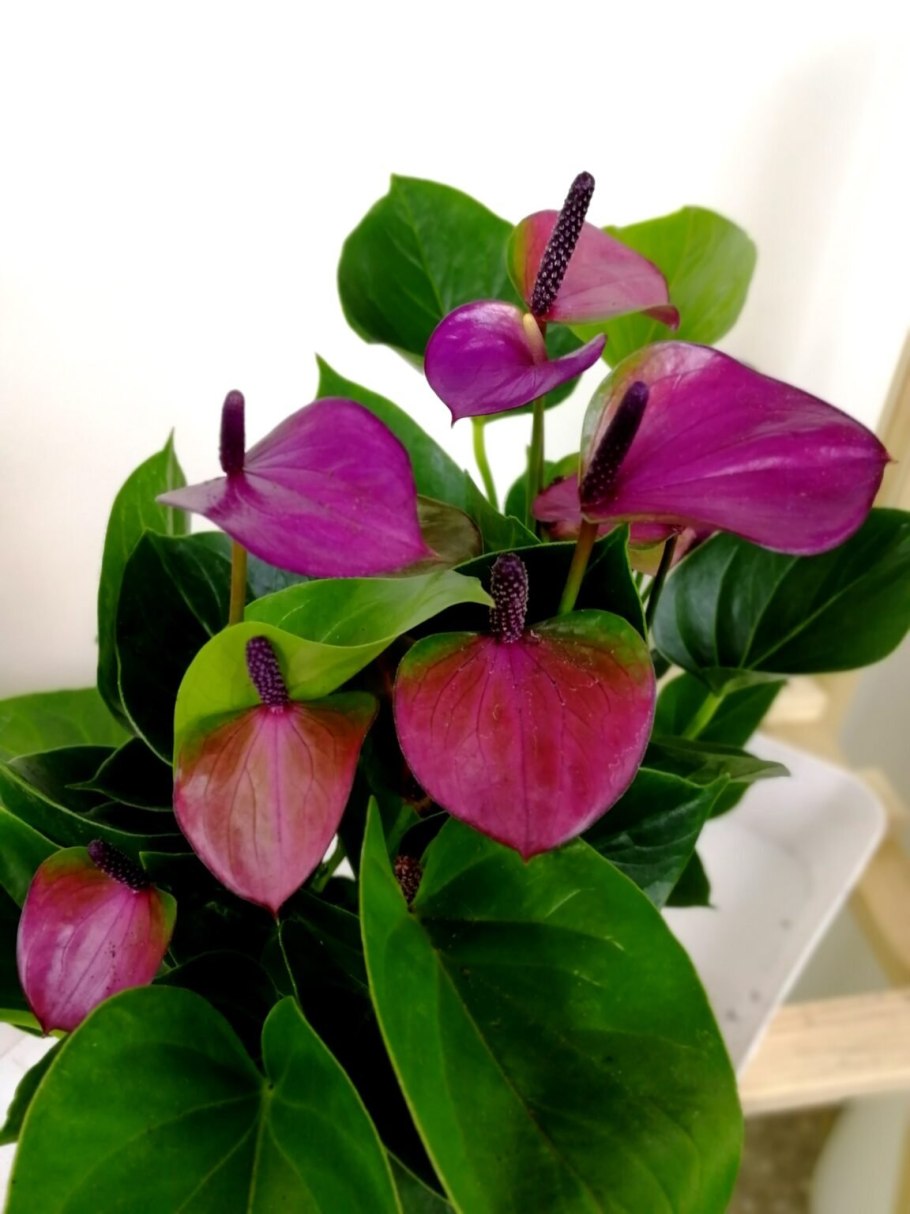 Антуриум Андре фиолетовый