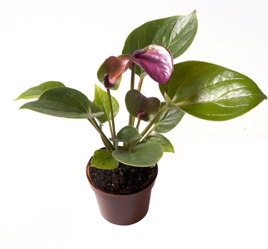 Антуриум Амалия Пурпл