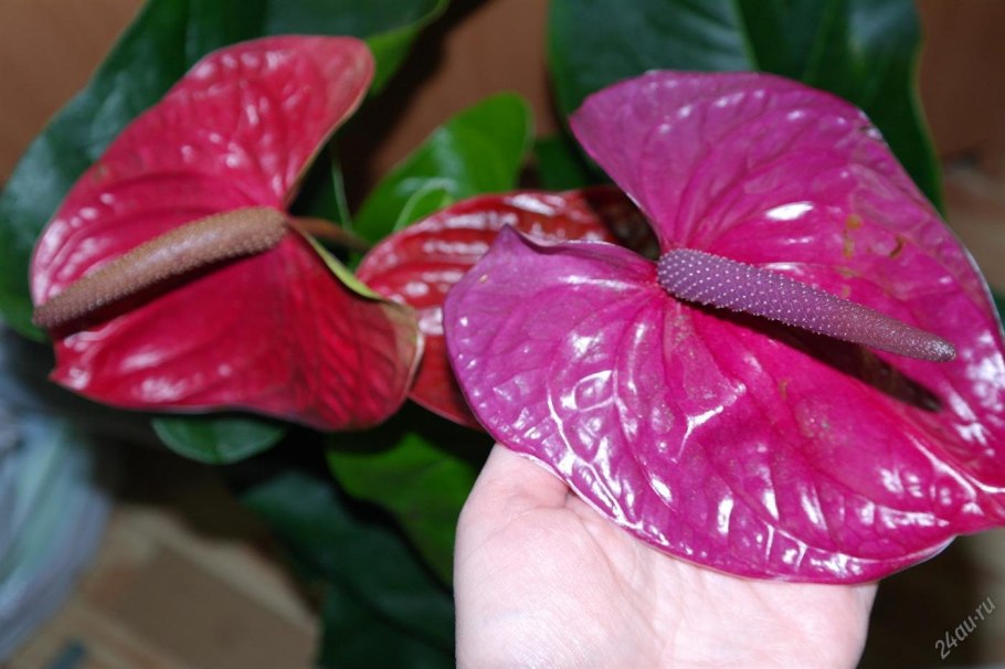 Антуриум Фламинго