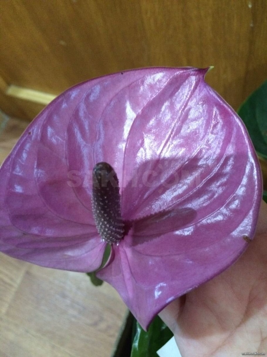 Антуриум Алексия Глориус