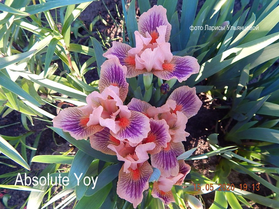 Ирис карликовый Peach Bavarian