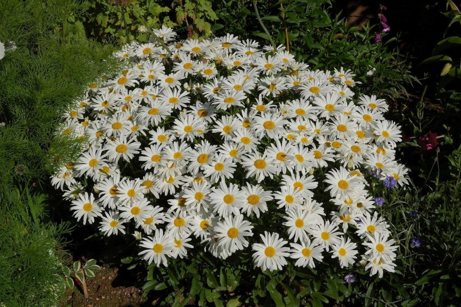 Ромашка (нивяник) Мадонна