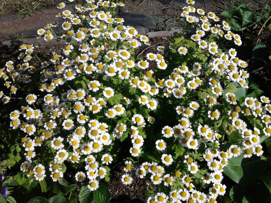 Пиретрум девичий Ромашка