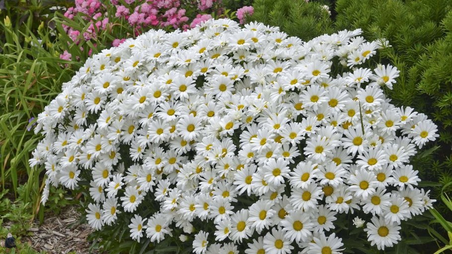 Нивяник Аляска