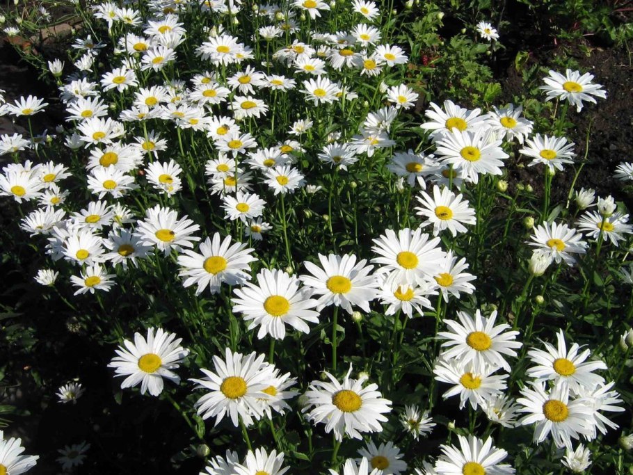 Ромашка Садовая Северная звезда