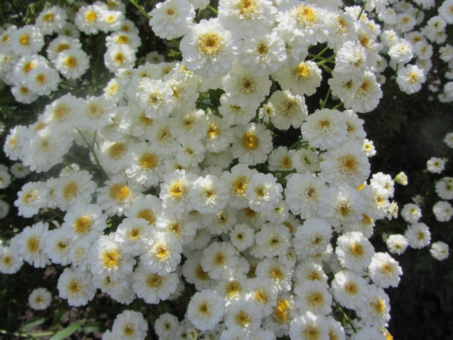 Матрикария пиретрум