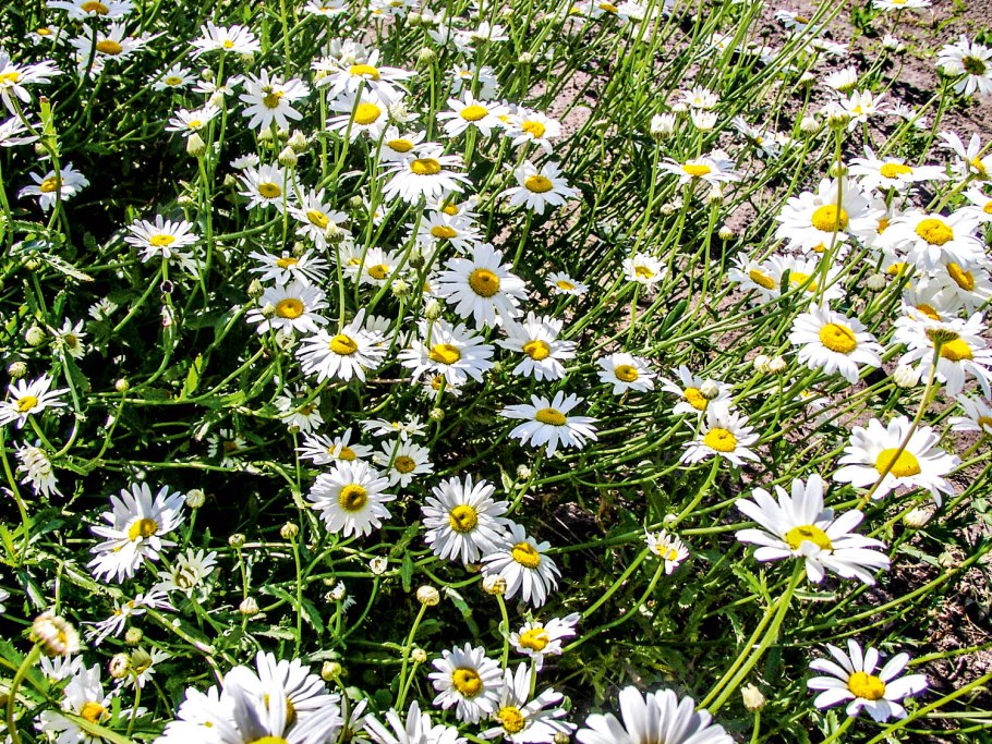 Нивяник Аляска многолетник