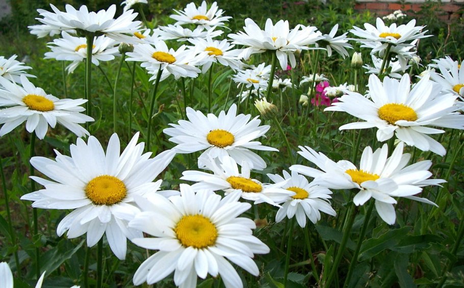 Нивяник крупноцветковый белый