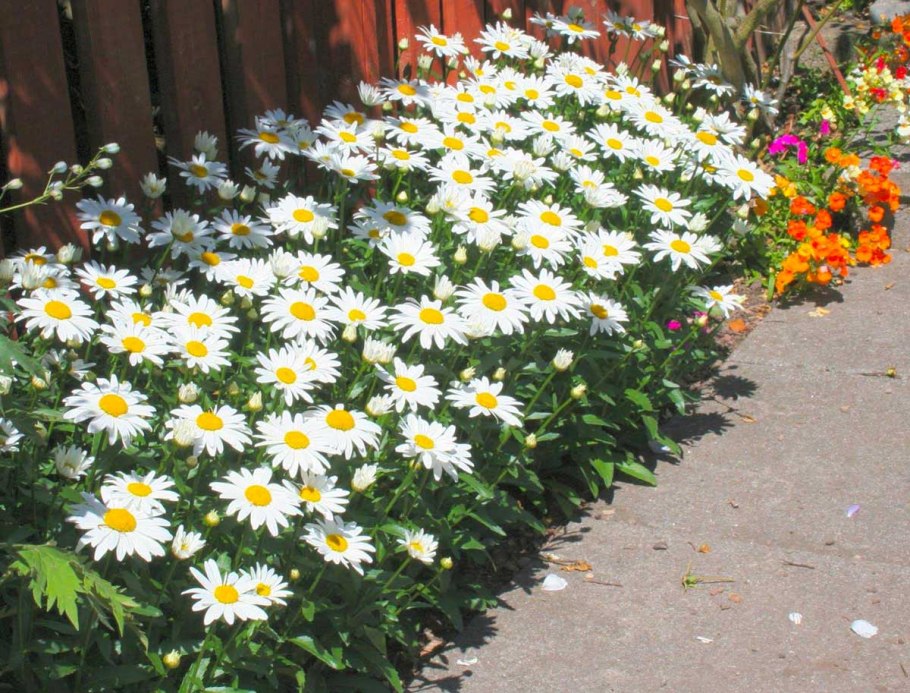 Нивяник Аляска многолетник