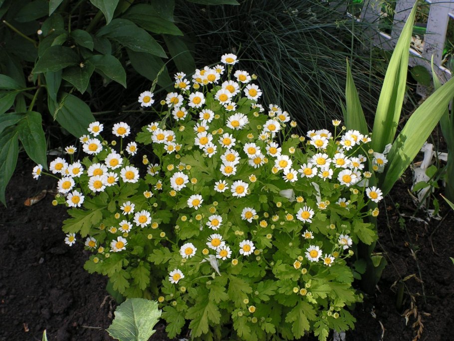 Матрикария пиретрум девичий