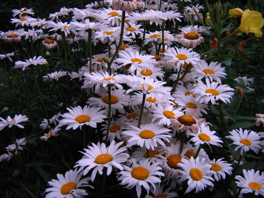 Нивяник гибридный 'Brightside'