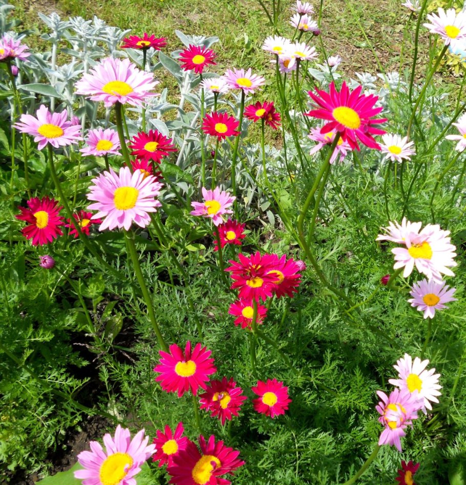 Пиретрум красный гиганты Робинсона