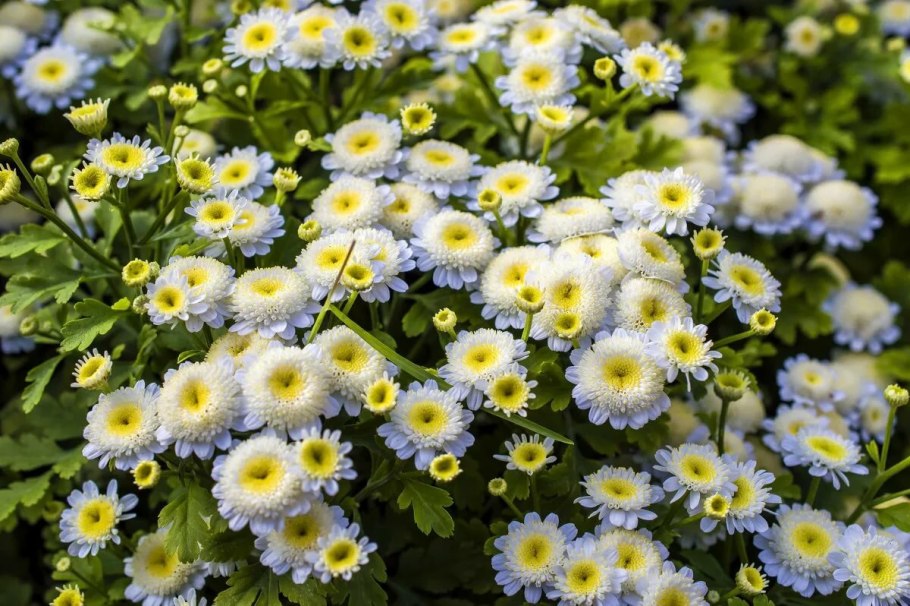 Танацетум пиретрум