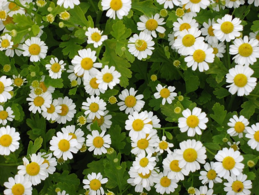 Матрикария Ромашка мелкая