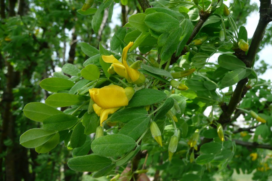 Акация Уральская