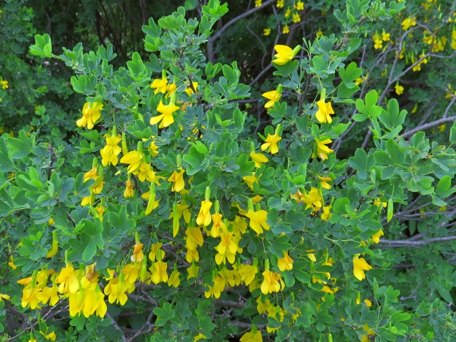 Карагана древовидная Caragana arborescens lam.