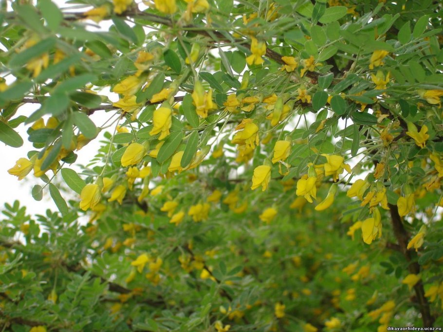 Карагана кустарниковая куст