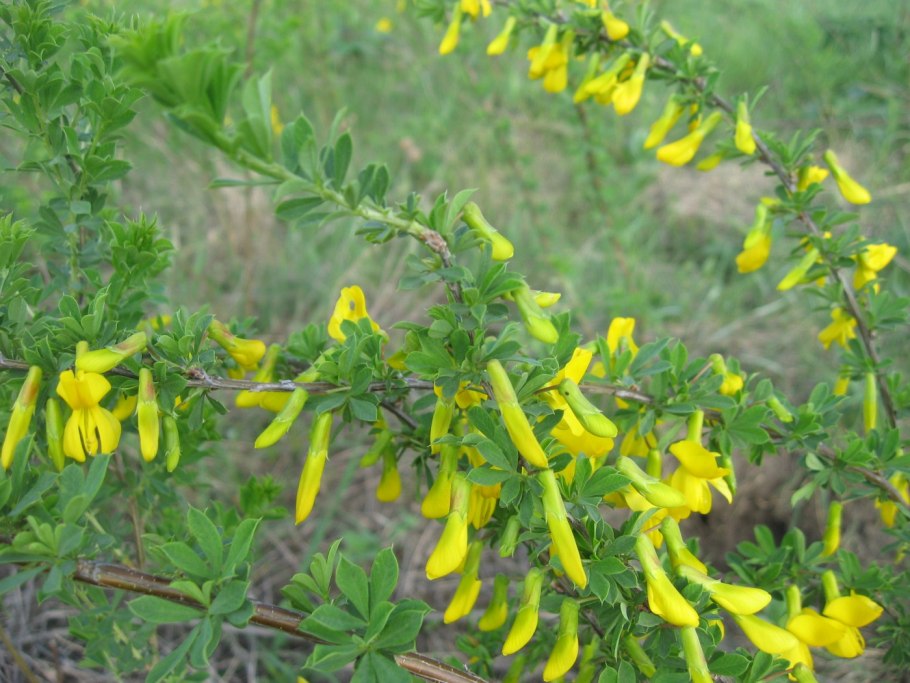 Дереза Карагана кустарниковая