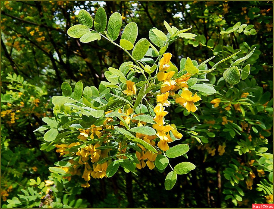 Акация подалириелистная (Acacia podalyriifolia)