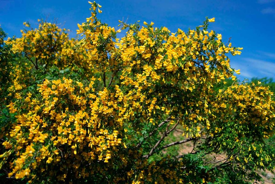 Акация Карагана древовидная