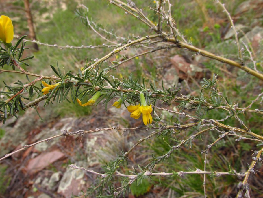 Акация Карагана