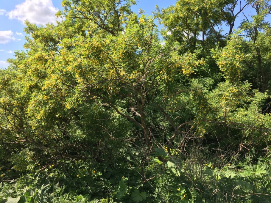 Акация дерево в Сибири