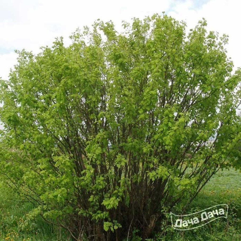 Акация кустарниковая